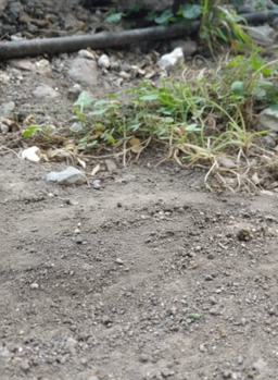 Portada del plato 'asdasd'